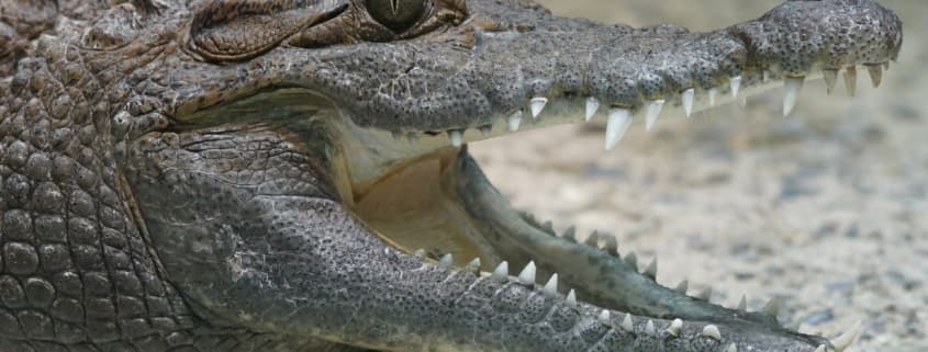 nachwachsende Zähne